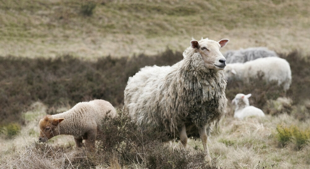 Rare Sheep Breeds Series
